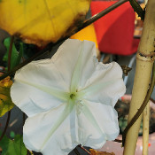 Moonflower Calonyction album (Ipomoea alba)_4