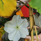 Moonflower Calonyction album (Ipomoea alba)_6