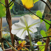 Moonflower Calonyction album (Ipomoea alba)_7