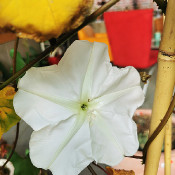 Moonflower Calonyction album (Ipomoea alba)_8