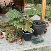 Part oh the collection with a big Gunnera manicata_1