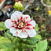 Dahlia