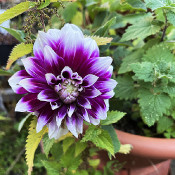 Dahlia