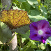 Ipomoea tricolor, 1.9.21_2