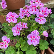 Pelargonium, plant 10, 5.9.21