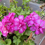 Pelargonium, plant 11, 5.9.21