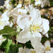 Honeybee Apis Mellifera approaching an apple blossom