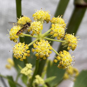 Insects visiting blossoms