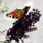 Peacock butterfly on a butterfly bush, 14.9.21_2