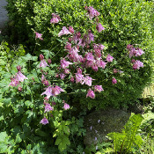 Columbines under an apple tree, 13.6.21