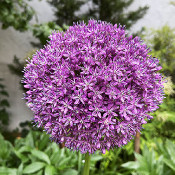 Allium sp., 20.6.21