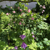 Columbines under an apple tree, 3.6.21