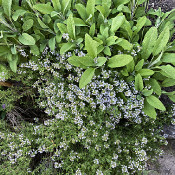 Thyme and sage in a herb bed, 14.6.21