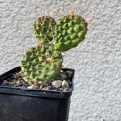 Opuntia (tuna) and relatives