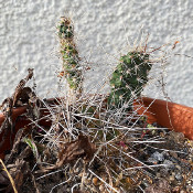 Opuntia (tuna) and relatives