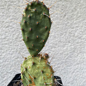 Opuntia (tuna) and relatives