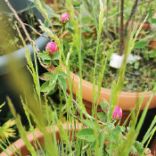 Rosa centifolia 'Parvifolia'_1