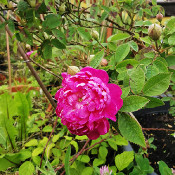 Rosa centifolia 'Parvifolia'_2