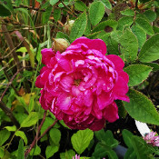 Rosa centifolia 'Parvifolia'_3
