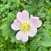 Rosa rubiginosa, 20.6.21