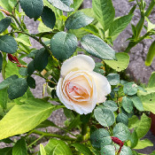 Rosa 'Sebastian Kneipp' 1