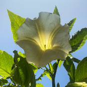 Brugmansia 1 - _10