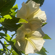 Brugmansia 1 - _11