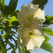 Brugmansia 1 - _12