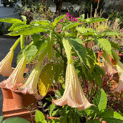 Brugmansia 1 - _1