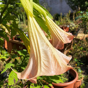 Brugmansia 1 - _2