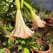 Brugmansia 1 - _3