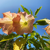 Brugmansia 1 - _4