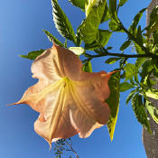 Brugmansia 1 - _6