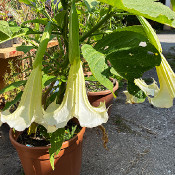 Brugmansia 1 - _8