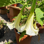 Brugmansia 1 - _9