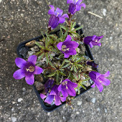 Edraianthus serpyllifolius_1