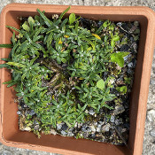 Various shrubs