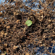 Cuscuta epilinum, 22.9.21_2