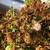 Cuscuta epithymum ssp. epithymum, 16.9.20 - 2