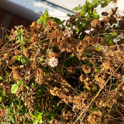 Cuscuta epithymum ssp. epithymum, 16.9.20 -3