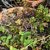 Cuscuta epithymum sp. epithymum, 3.10.21_2