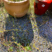 Cuscuta reflexa, 22.9.21_2