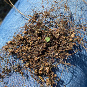 Cuscuta epilinum, 22.9.21_1