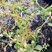 Cuscuta epilinum mit Blüten, 15.9.21_1