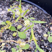 Cuscuta epilinum mit Blüten, 15.9.21_2