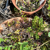 Cuscuta epithymum sp. epithymum, 3.10.21_1