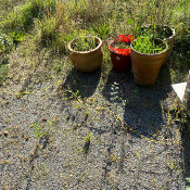 Cuscuta reflexa, 22.9.21_1