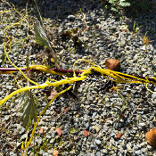 Cuscuta reflexa, 22.9.21_4