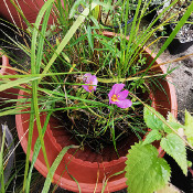 Colchicum autumnale, 11.9.21_1