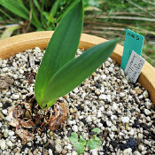 Drimia maritima, plant 2, 17.9.21_1